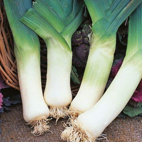 Leek - Giant Winter - 500 Seeds by Wafer
