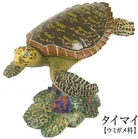 Amazon 立体カプセル百科事典 原色爬虫類カメ目図鑑 14 タイマイ 単品 カプセル玩具 おもちゃ