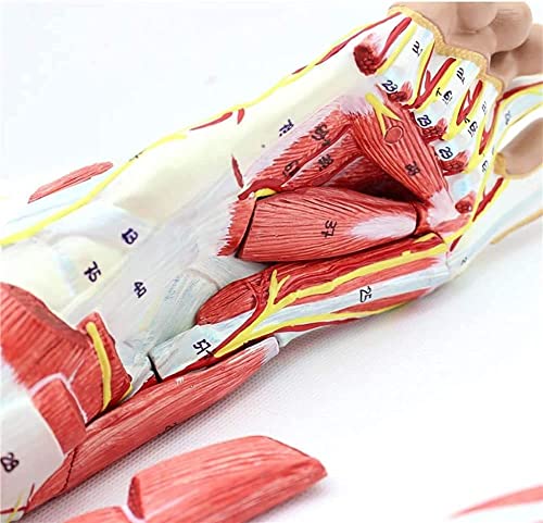 Modèle de pied anatomique pour comprendre les pathologies des nerfs et ligaments - 4