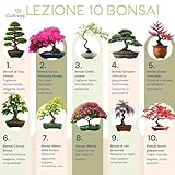 Zoom IMG-1 cultivea kit bonsai 10 alberi Zoom IMG-1 cultivea kit bonsai 10 alberi