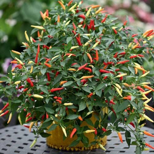 Udanta Seeds Chilli Suryamukhi- Ornamental Chilli Vegetable Seeds For Kitchen Gardening Pack Of 20-30 Seeds On Affordable Pack (B0BLN5LPWJ) Amazon Price History, Amazon Price Tracker