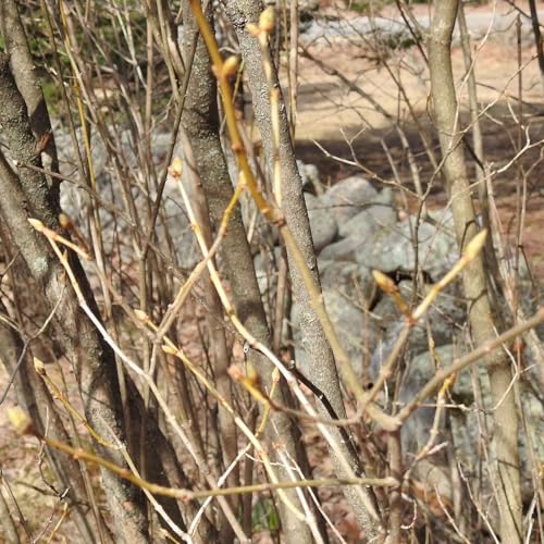 WATCHING THE LILAC BUDS