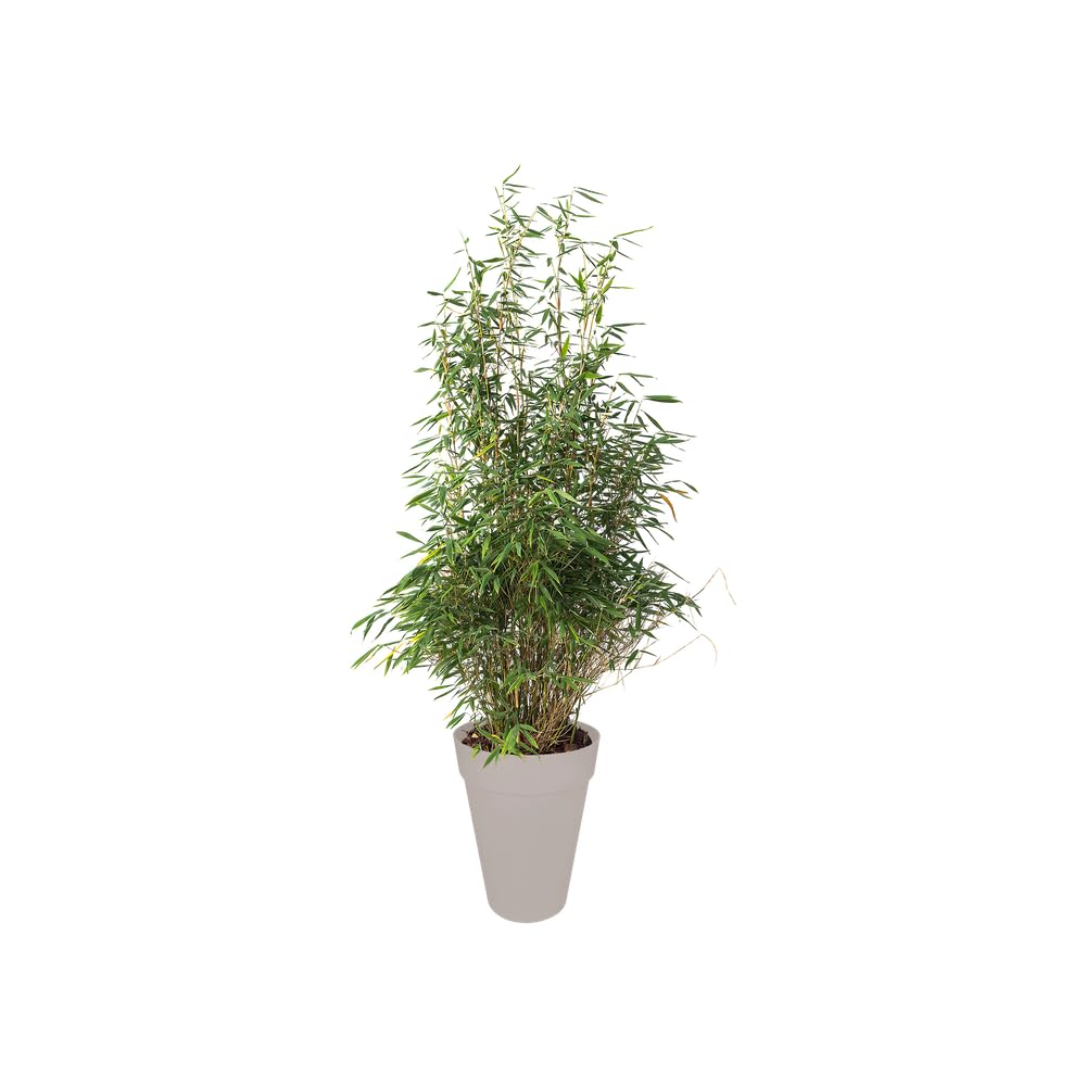 Elho Loft Urban Round High 42cm Maceta - Warm Grey | Ø 42 x Al. 56 cm | Apta para exterior | Plástico 100 % reciclado