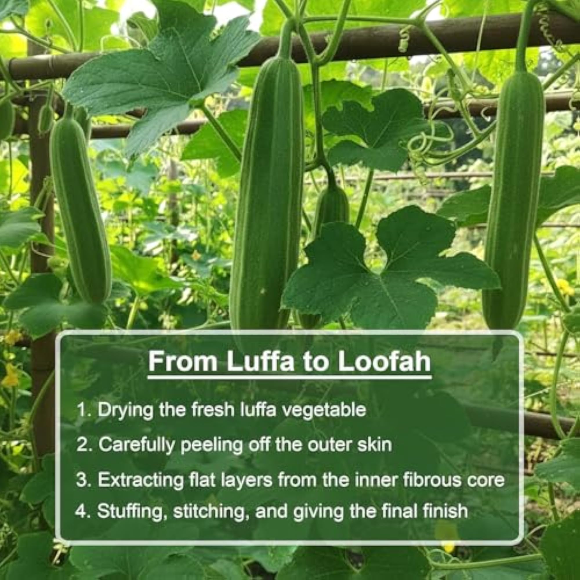 Pack of 5 Natural Loofah Body Scrubbers for Bathing