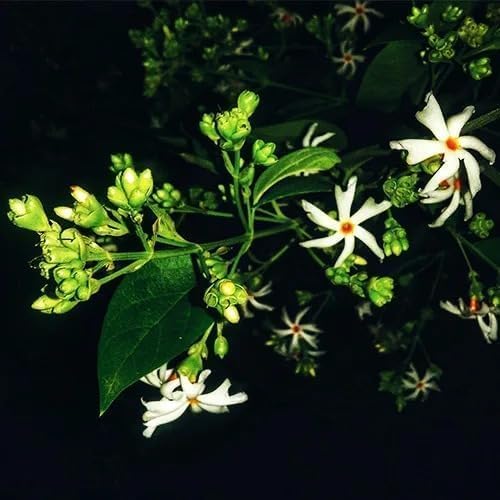 Image of Live Harsingar Parijat Plant with Pot | Fragrant Night Jasmine Flowering Tree | Sacred Evergreen Outdoor Plant for Home Garden Balcony Terrace Pooja Space Landscape Decor | Pack of 1