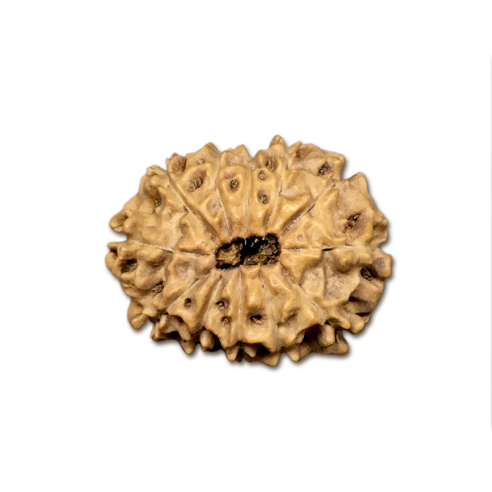Rudraksha indonésien 12 Mukhi 21mm certifié en laboratoire de prestige