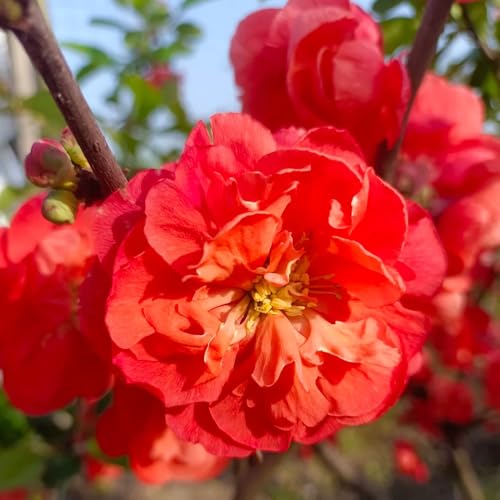 Semi di Malus Spectabilis, resistenti all'esterno balcone, decorazione soggiorno pendenti di begonia arbusti dalla resistente 150pcs