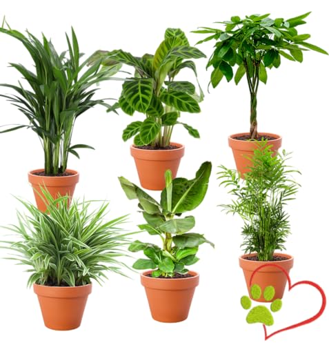 - 🌱Spedizione delle piante - Inviamo naturalmente le nostre bellissime piante ben confezionate in una speciale scatola di spedizione per una consegna sicura. Di alta qualità, viene consegnata facilmente alla porta del destinatario. Ordina ora il lotto di piante e assicurati anche l'aria fresca nel tuo appartamento!