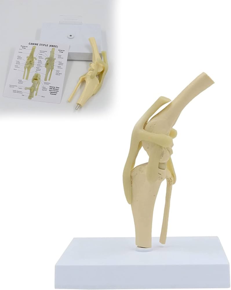 Skeletmodel met spiermarkeringen en ligamenten