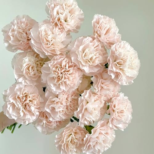 semi di garofano - giardino resistenti perenni in vaso esterno 550pcs