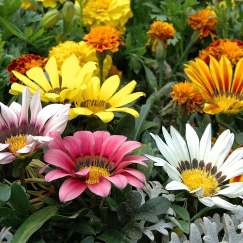 Image of Gazania Flower Seeds for Planting - Bright Colorful Daisy-Like Blooms, Easy to Grow, Sun Loving Garden Flower Seeds(Pack Of 50+ Seed)