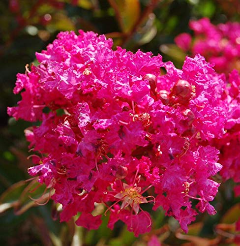 Chinesische Kräuselmyrte Berry Dazzle® 40-60cm - Lagerstroemia indica - lebende Gartenpflanze aus den Baumschulen