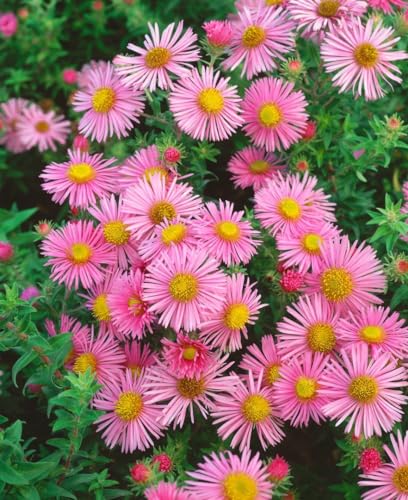 Aster novae-angliae 'Rosa Sieger' 11 cm Topf – Winterhart, Mehrjährig, Pflegeleicht – Herbstaster – Staude für Beet & Rabatte