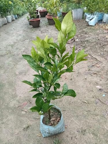 Image of Original Grafted All time Baramasi sadaabahar Kagzi Nimboo Lemon Plant Height 1 FT With Pot