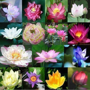 Creative Farmer Flower Seeds : Seeds Aquatic Lotus (Mixed Colors) Flower Seeds 15 Seeds- Greenhouse (5 Packets) Garden Plant Seeds (B077J5G9R9) Amazon Price History, Amazon Price Tracker
