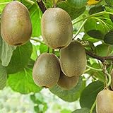 kiwi semilla Semillas de kiwis Planta de kiwi de frutas resistentes Árboles frutales Plantas trepadoras de árboles Plantas trepadoras de bonsái 100piezas