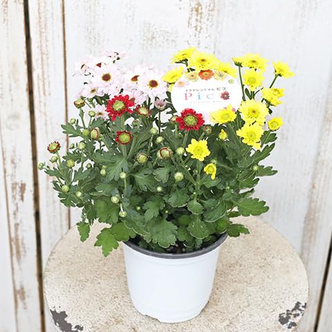 Amazon.co.jp: 花苗 エクセレントマム ピコ ポットマム 3色植え Amazon.co.jp: 花苗 エクセレントマム ピコ ポットマム 3色植え