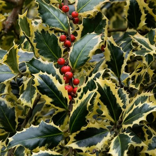 Ilex aquifolium Argentea Marginata Evergreen Hardy Holly Shrub Plant in Pot (9cm Pot 20-30cm)