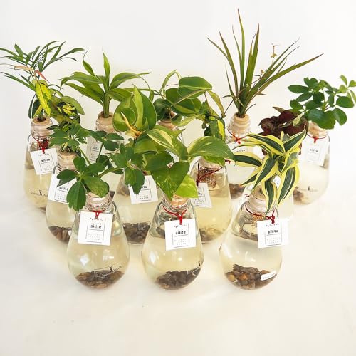 ITANSE 水耕栽培 観葉植物 品種おまかせ ドロップ瓶 2個セット 害虫 土を使わずに植物を育てる 水耕栽培で育てられた観葉植物を植栽 どういった植物が植えられているかは お客様のもとに届くまでわかりません 水やりの頻度が少なく 管理が容易 害虫や土の