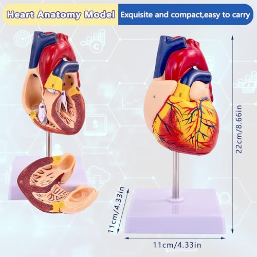 Image of 1:1 Life-Size Human Heart Model with 34 Numbered Anatomical Markers,2-Part Detachable Heart Anatomy Model for Education, Cardiology Study, Patient Demonstration