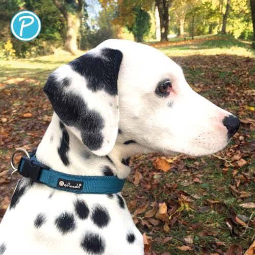 Petlando Mesh Hundehalsband – leicht, atmungsaktiv, weich mit Mesh gepolstert, stufenlos verstellbar, robust & strapazierfähig mit O-Ring – Halsband Hund S 40-45cm, Petrol