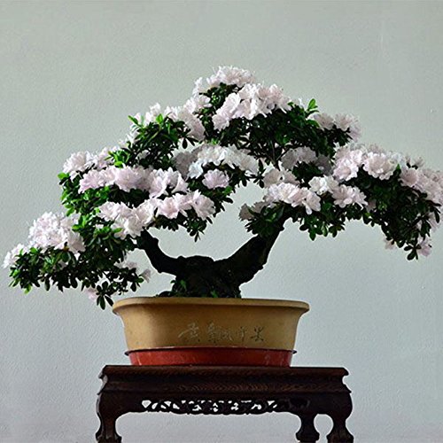New Japanese bonsai semi 10pcs cherry colorful flowering of home plants and garden Beautiful Flowers: Only Seeds Not A Live Plants - Afbeelding 3
