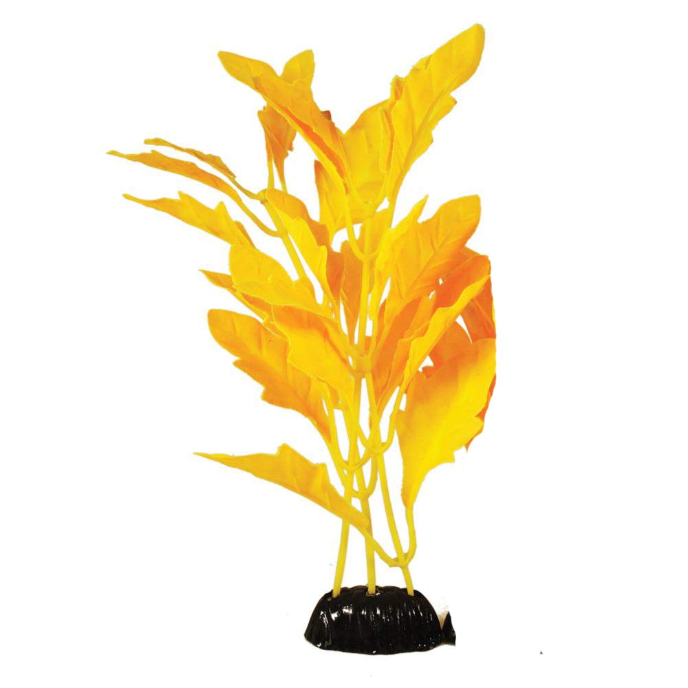 Hygrophilia Yellow Silk Like Plant 13cm by KenKoi