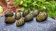 Algenfressende Schnecke WaterPlants – 5 Zebra Rennschnecken für Aquarien