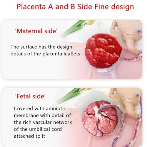 Ginecologia, modello di cura del neonato con bambola, cordone ombelicale, amnione e placenta per l'addestramento e l'insegnamento dell'ostetrica