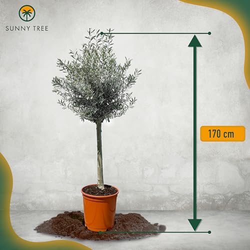 Mediterranea Olivenbaum Olea Europaea 160 cm Frosthart bis -18°C mit Mediterranem Flair für Garten & Terrasse