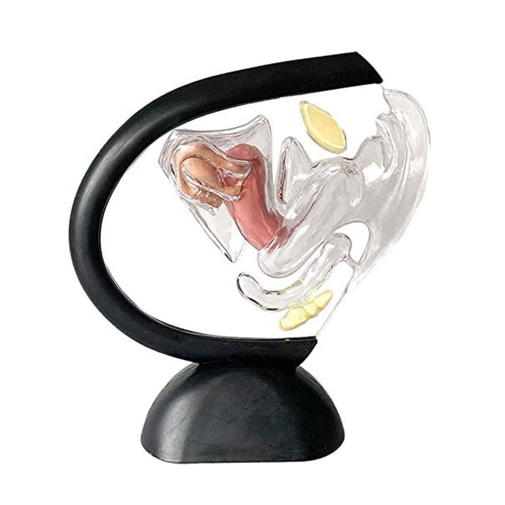Sjdopulse Women's Human Organ Model, Transparent Uterine Model, Uterine Structure, Visible Uterine Lining, Medical Research And Scientific Education