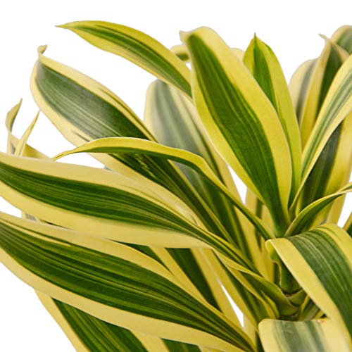 House Plant Shop | Dracaena 'Song of India' - 4" Pot |Live Indoor Plant | Easy to Care | Natural Décor Plant | Great Gifts| Free Care Guide House Plant Shop | Dracaena 'Song of India' - 4" Pot |Live Indoor Plant | Easy to Care | Natural Décor Plant | Great Gifts| Free Care Guide