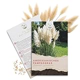 Amerikanische Pampasgras Samen (Cortaderia selloana) - Winterhartes Ziergras mit silbrig schimmernden Blüten ideal für Garten, Balkon oder Terrasse