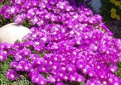 Portal Cool 30+ Delosperma Table Mountain Flower Seeds/Ice Plant/Heat & Cold Hardy / 2"