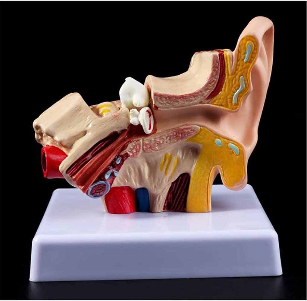 Model Anatomii Ucha Ludzkiego, Model Anatomii Ucha Ludzkiego 1,5 Razy Większy Model Akcesoriów Medycznych, Profesjonalne Organiczne Materiały Medyczne