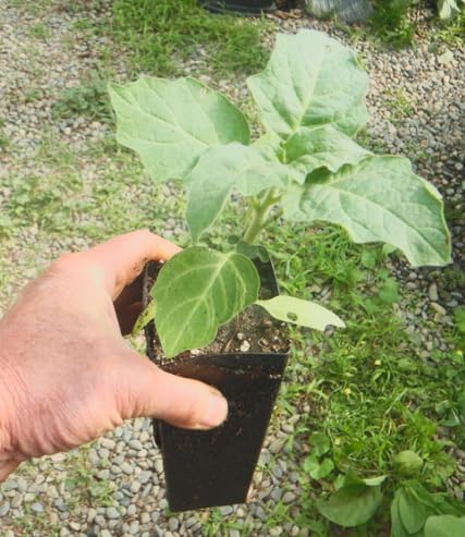 Brugmansia ‘Charles Grimaldi’ Angel’s Trumpet – Live Tropical Plant – Huge Fragrant Yellow Trumpet Flowers – Rare Exotic Flowering Shrub – 3 Inch Pot