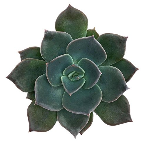Pegasus Flora Succulent Live Plant echeveria-blue-prince