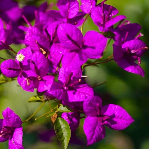 Image of Rare Bougainvillea Live Flower Plant || Healthy Live Plant with Grow Bag & Secure Packing || Beautiful Flower Garden Decoration (pulple)