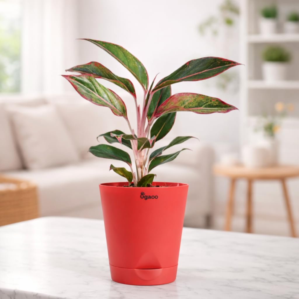 Ugaoo Aglaonema Red Natural Live Plant Indoor with Self Watering Pot-image-3