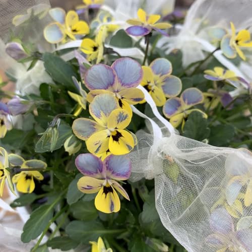 Pansy Seeds, Rock Garden Plant, Alpine-Style Landscape, Crevice Grower, Stone Garden Addition 250pcs