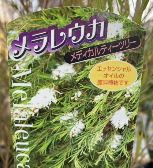 Amazon.co.jp: 大株 メラレウカ メディカルティーツリー 6寸鉢植え