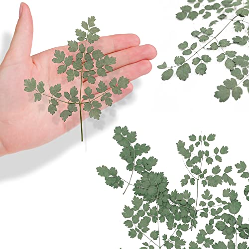 Hojas naturales secas prensadas para resina 42 piezas miniatura 1