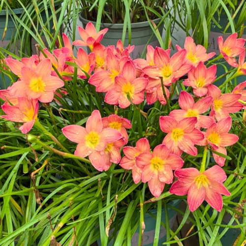 bulbos de zephyranthes - Plantas de otoño de floración resistente Zephyranthes candida Plantas resistentes en macetas, flores para balcones, decoración de flores, plantas de interior 6pcs