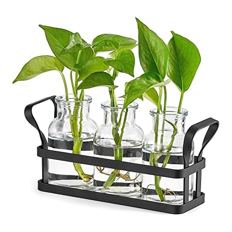 Mkono Desktop Plant Terrarium Cover