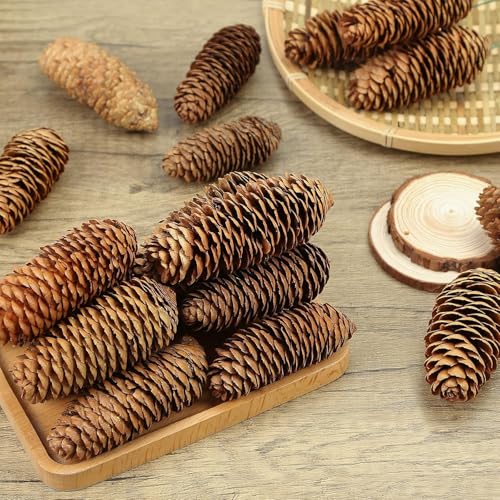 Image of 3.5-5Inch Natural Pine Cones, Big Pinecones, Christmas Natural Pinecone Ornaments Big Spruce Pine Cones for Autumn and Winter Decor Christmas Decorations 10pcs