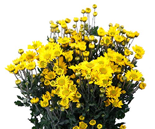 Ԗ؉ e  65`75cm 10{ Y ؉