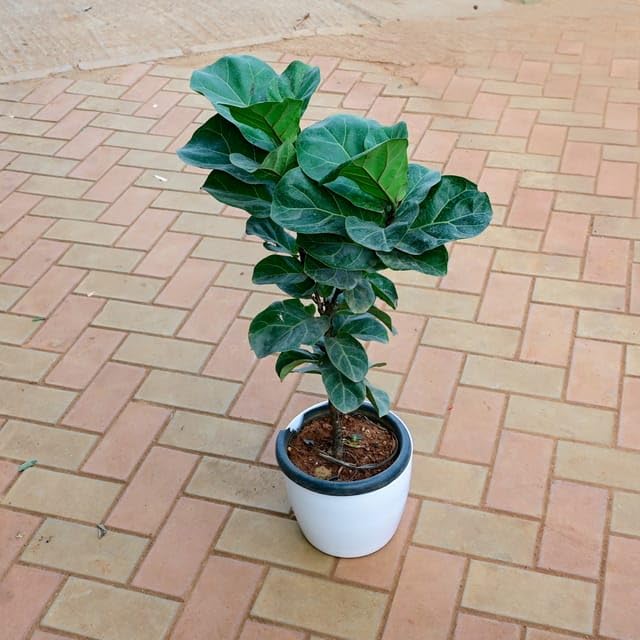 Fiddle Leaf Fig/Ficus Lyrata (~ 3 Ft) in 10 Inch Live Indoor Plant White Premium Sphere Perennial plants Pot with Tray (B0CY9P3LSK) Amazon Price History, Amazon Price Tracker