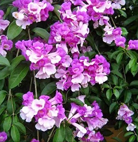 GreenCaart Garlic Vine Healthy Live plant Pack of 1 (B0BFXCFBDH) Amazon Price History, Amazon Price Tracker