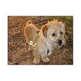 BEAYODKP Chien Cairn Terrier，Peinture par Numéros Adultes et Enfants Débutants Peintures avec Cadre Comprend des Pinceaux et des Peintures Acryliques（50x60cm） 19.6x23.6 pouces-E100