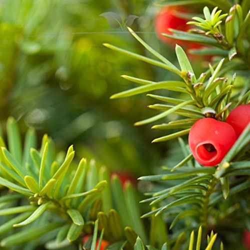 Gardline - Fruchtende Eibe Taxus media Hicksii 50-60 cm. 10-200  Heckenpflanzen. Taxus Hecke - 180 St. (ca. 45 Meter) : Amazon.de: Garten